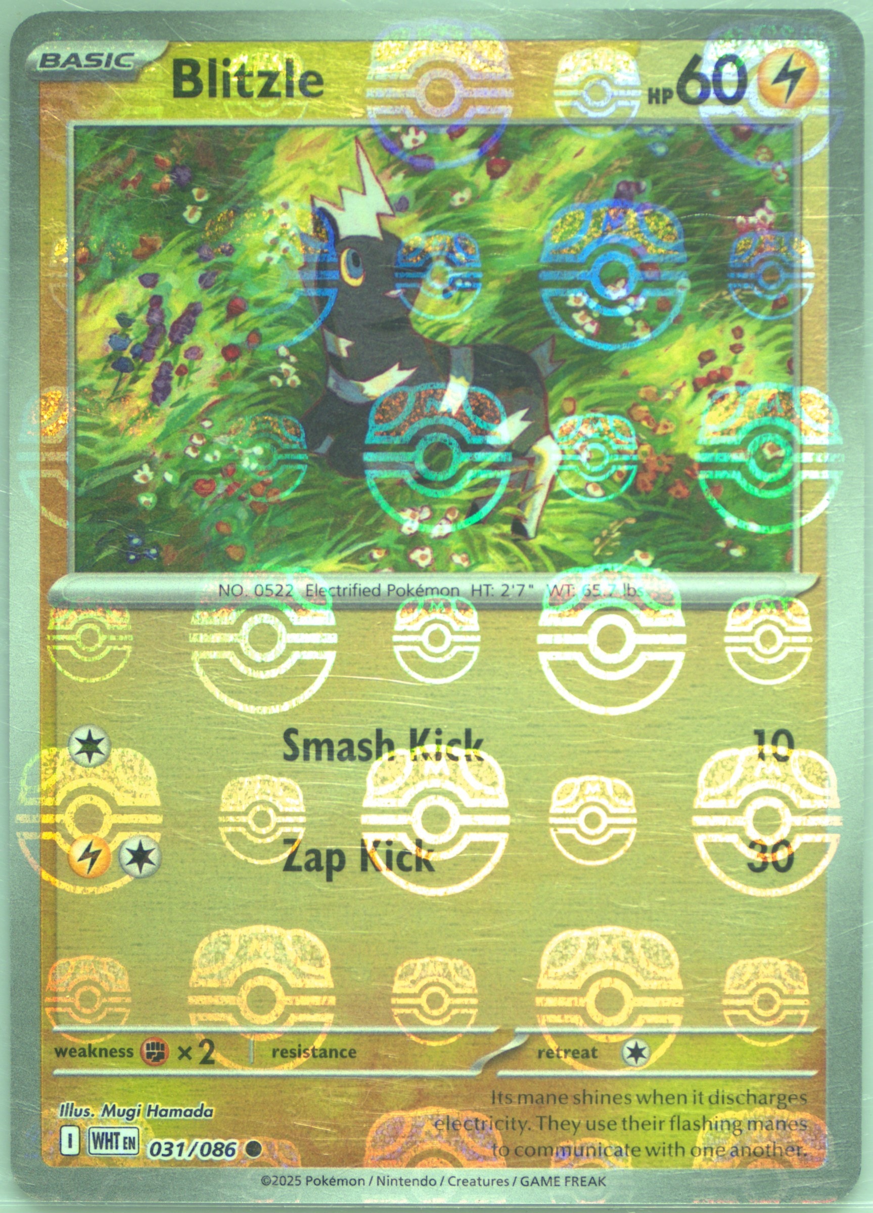 Blitzle (Master Ball Pattern) 031/086 card from SV: White Flare
